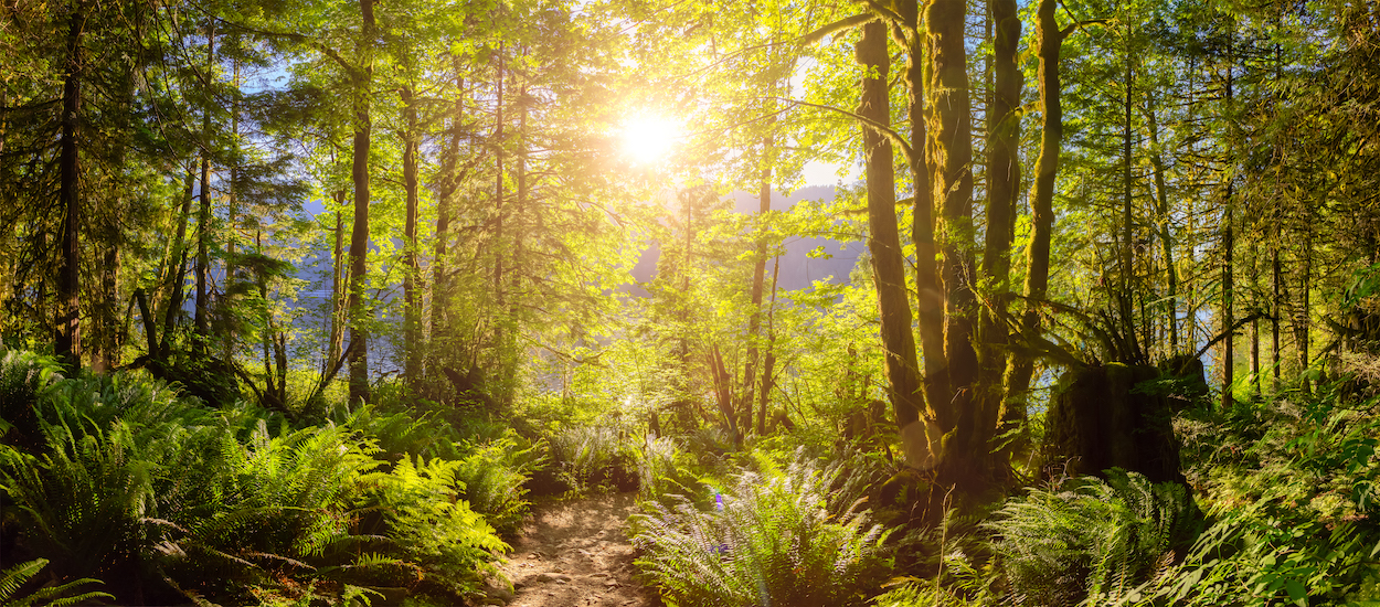 Sunlight streaming through a lush green forest